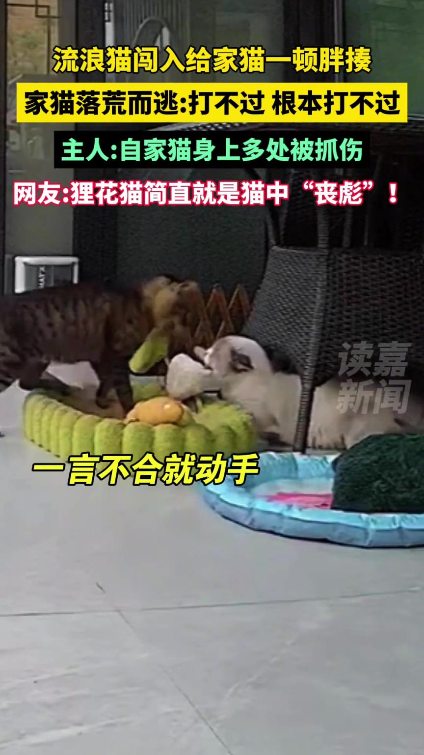 流浪猫闯入给家猫一顿胖揍，江湖杀手名不虚传！