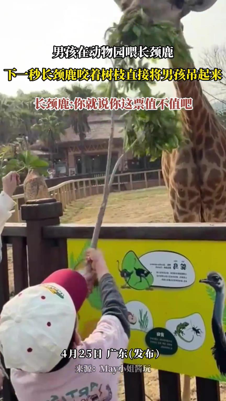 男孩在動(dòng)物園喂長(zhǎng)頸鹿，下一秒長(zhǎng)頸鹿咬著樹(shù)枝直接將男孩吊起來(lái)