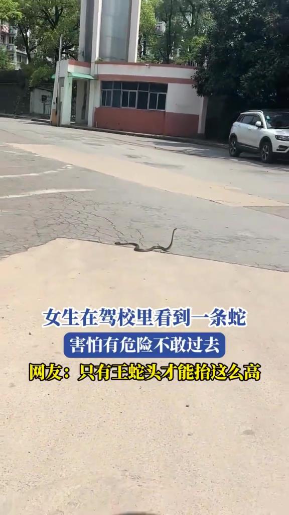 女生在驾校里看到一条蛇，害怕有危险不敢过去！