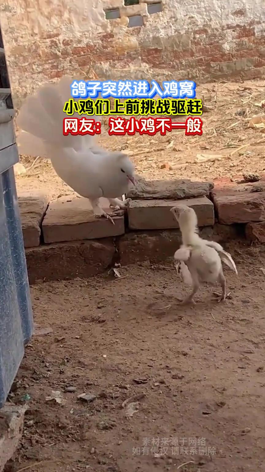鴿子突然進(jìn)入雞窩，小雞們上前挑戰(zhàn)驅(qū)趕，網(wǎng)友：這小雞不一般