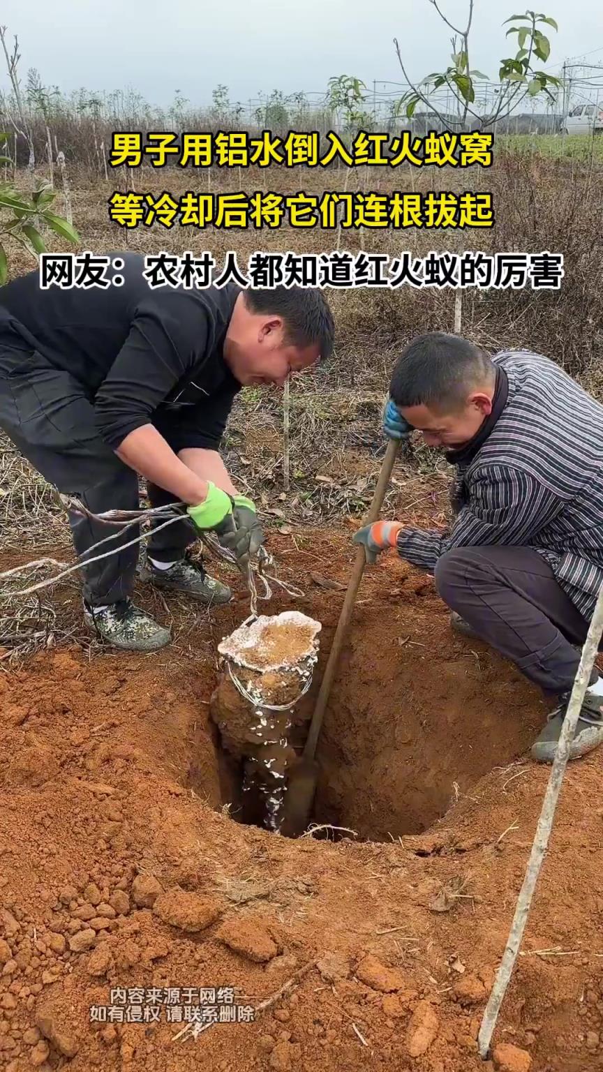 男子用铝水倒入红火蚁窝，等冷却后将它们连根拔起