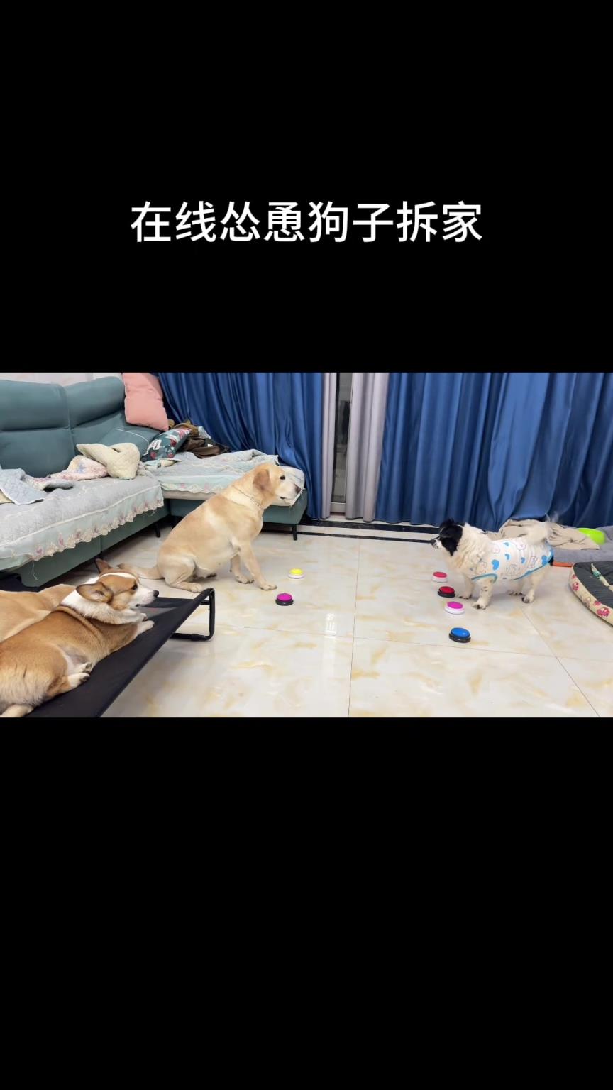看看狗狗如何慫恿狗隊(duì)友拆家！