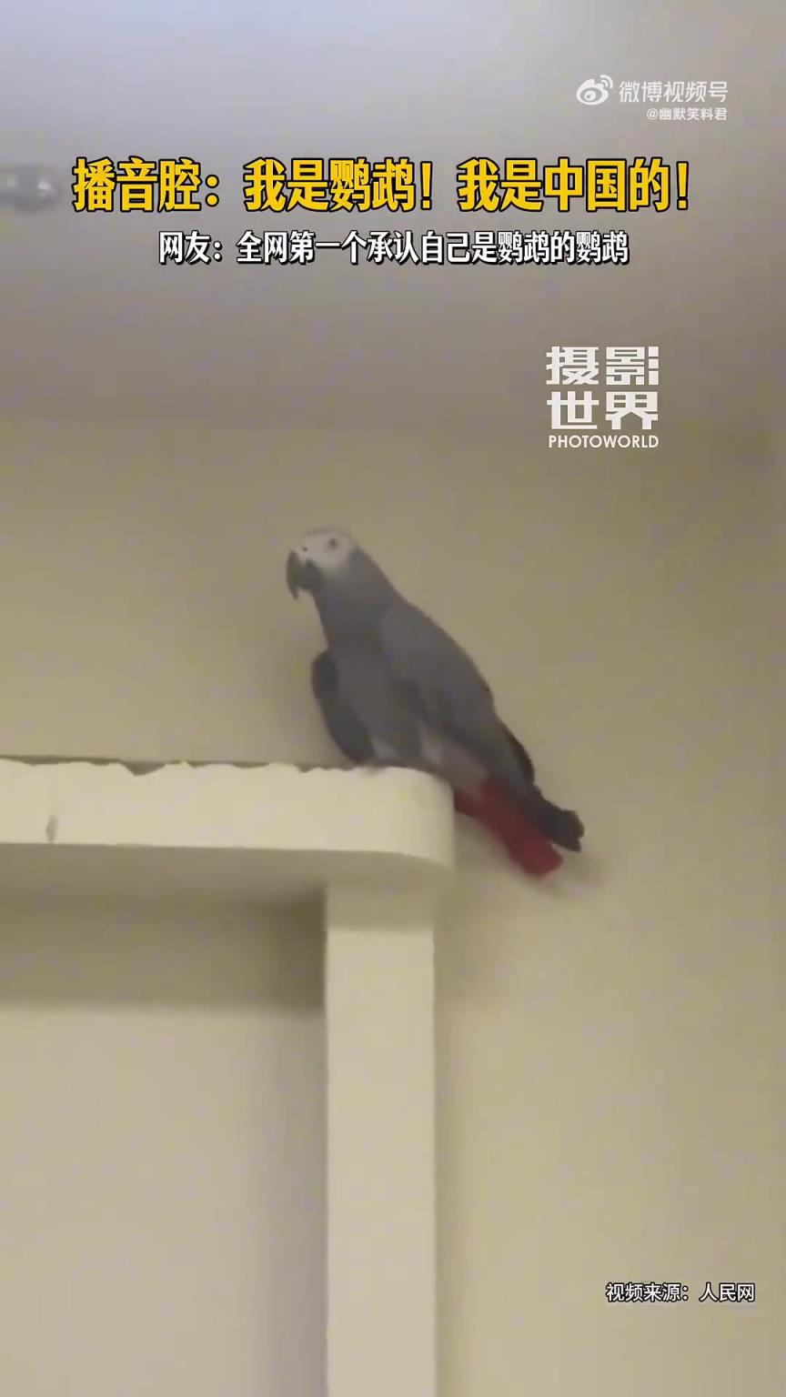播音腔：我是鹦鹉！我是中国的！