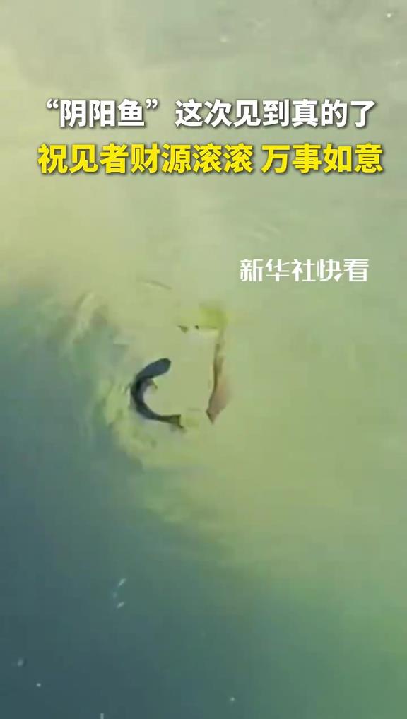 “阴阳鱼”这次见到真的了，祝见者财源滚滚 万事如意