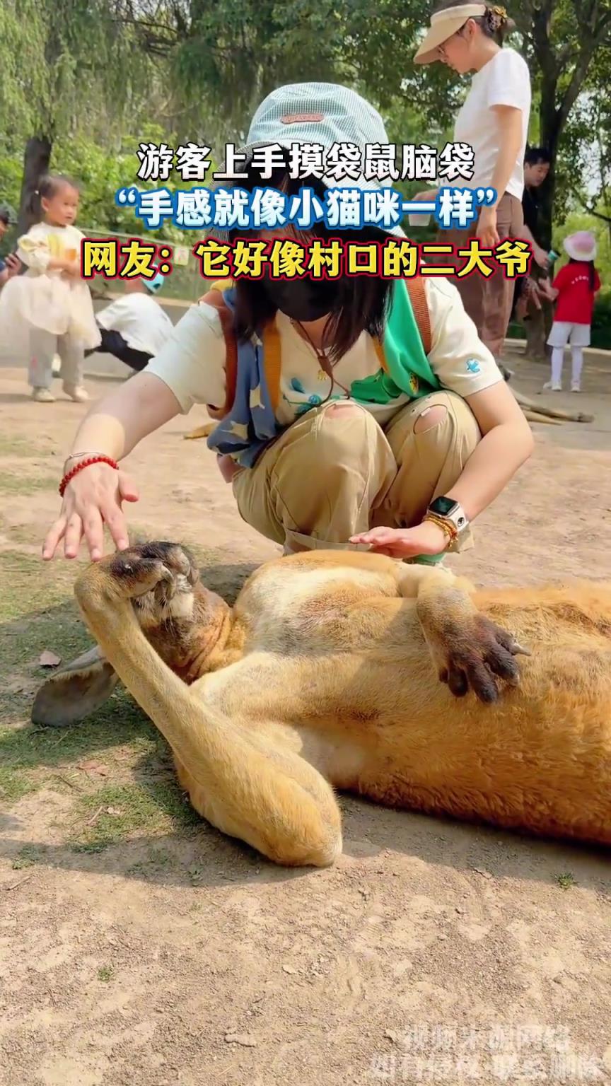 游客上手摸袋鼠脑袋，“手感就像小猫咪一样”