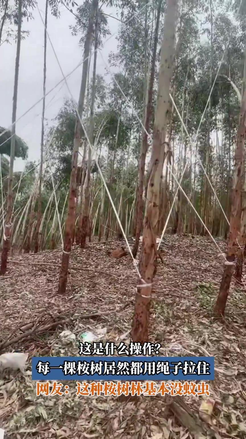 这是什么操作？每一棵桉树居然都用绳子拉住