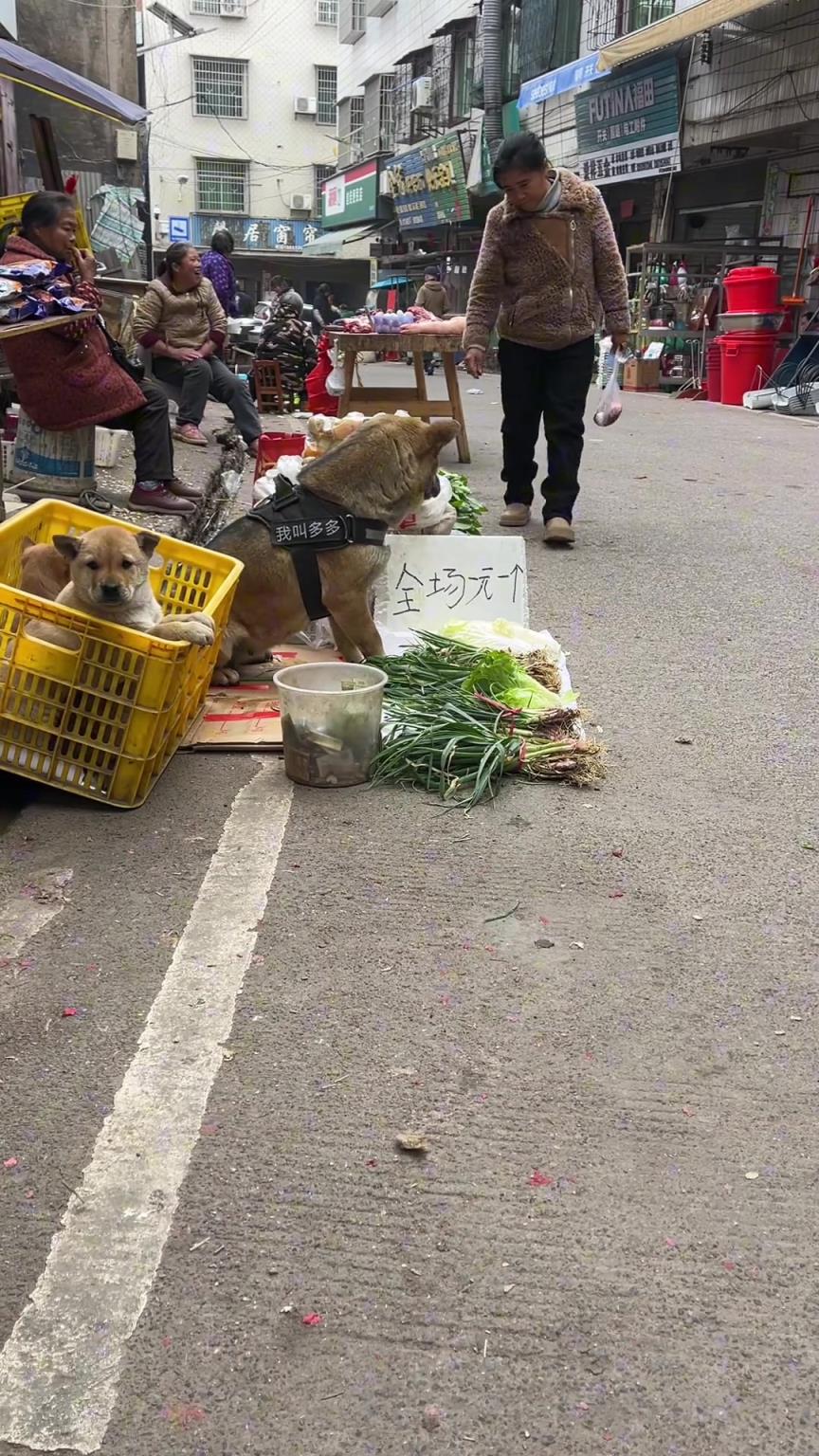 懂事的狗子帮忙卖菜。