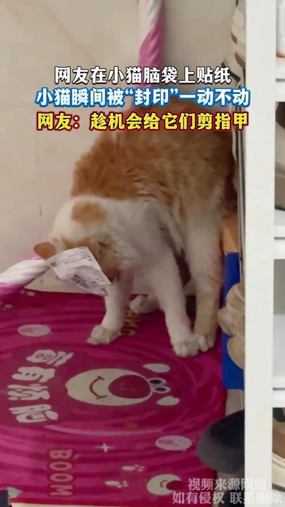 網(wǎng)友在小貓腦袋上貼紙 小貓瞬間被封印一動(dòng)不動(dòng)