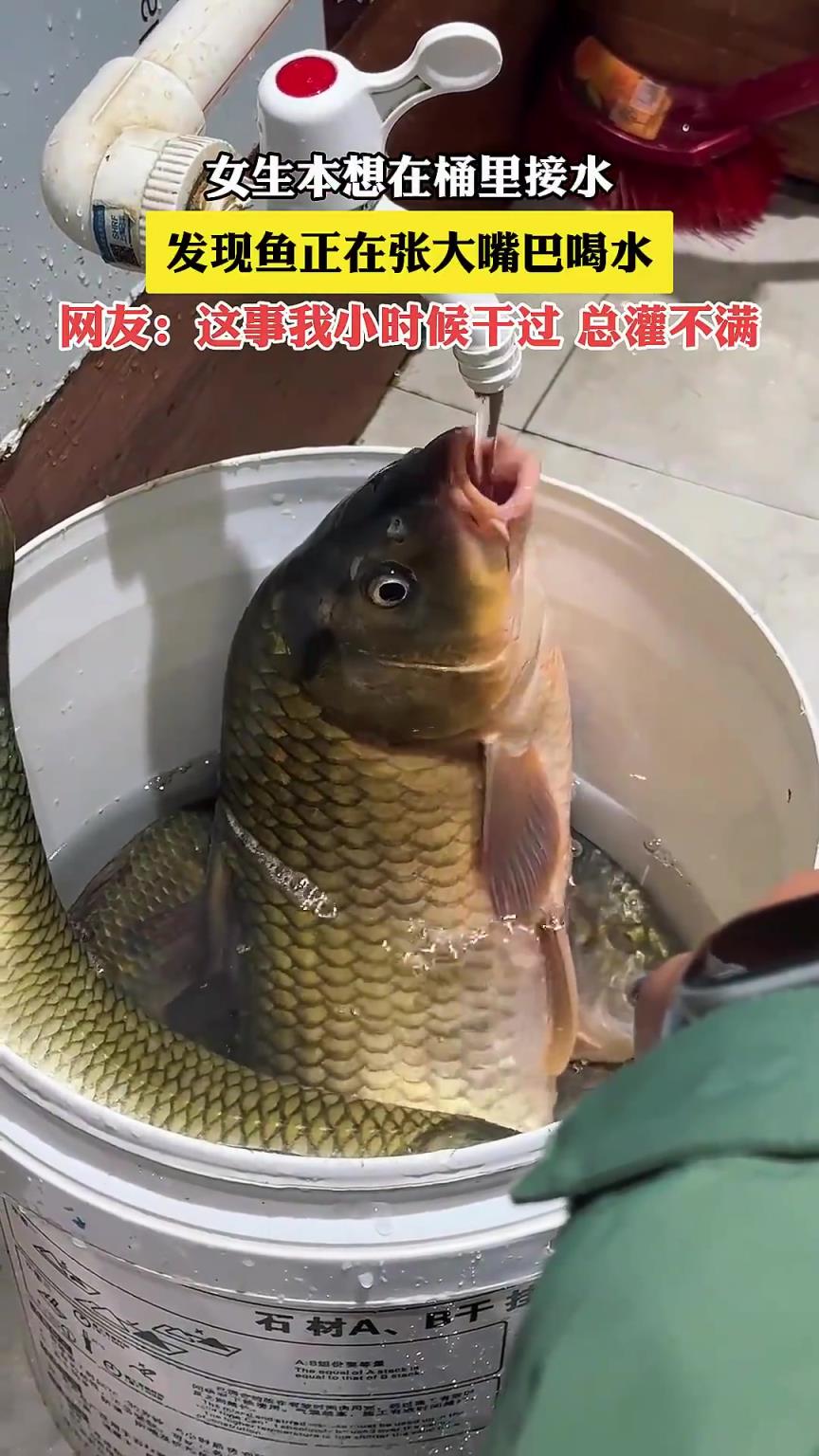 女生本想在桶里接水，发现鱼正在张大嘴巴喝水
