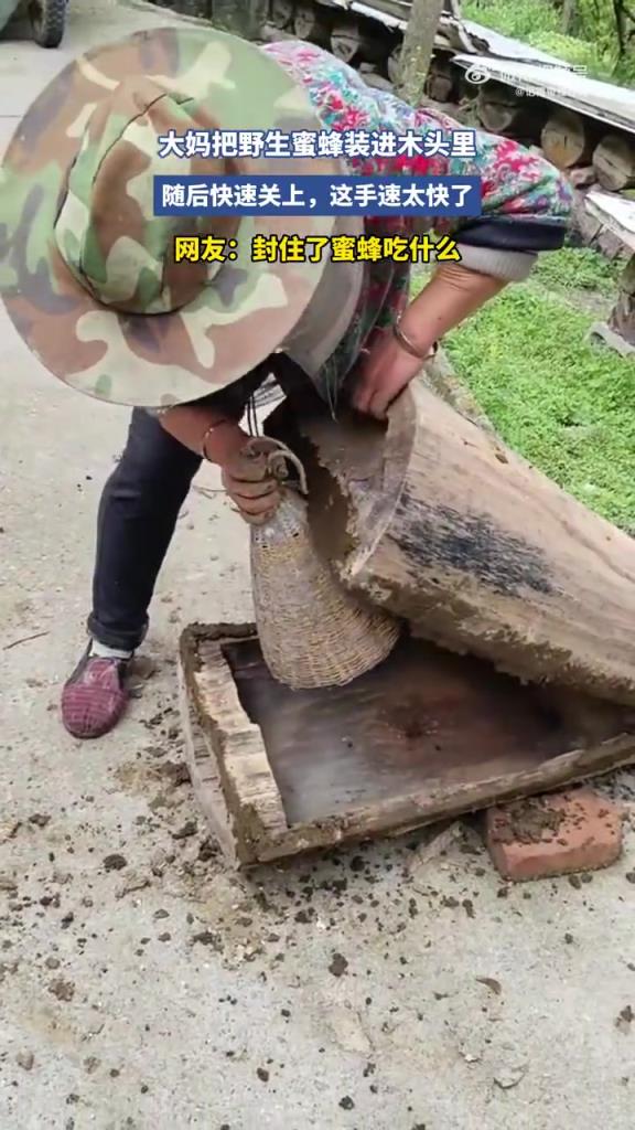 大妈把野生蜜蜂装进木头里