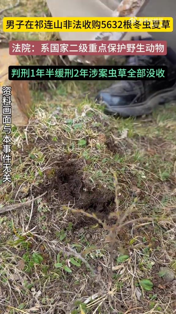 男子非法收购5632根冬虫夏草获刑