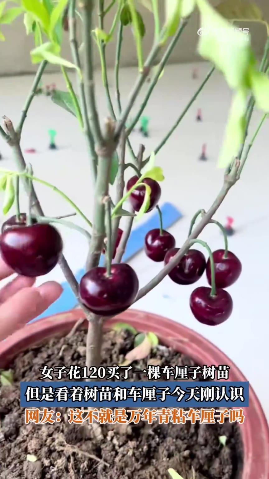 女子花120买了个车厘子苗，但是看着树苗和车厘子今天刚认识