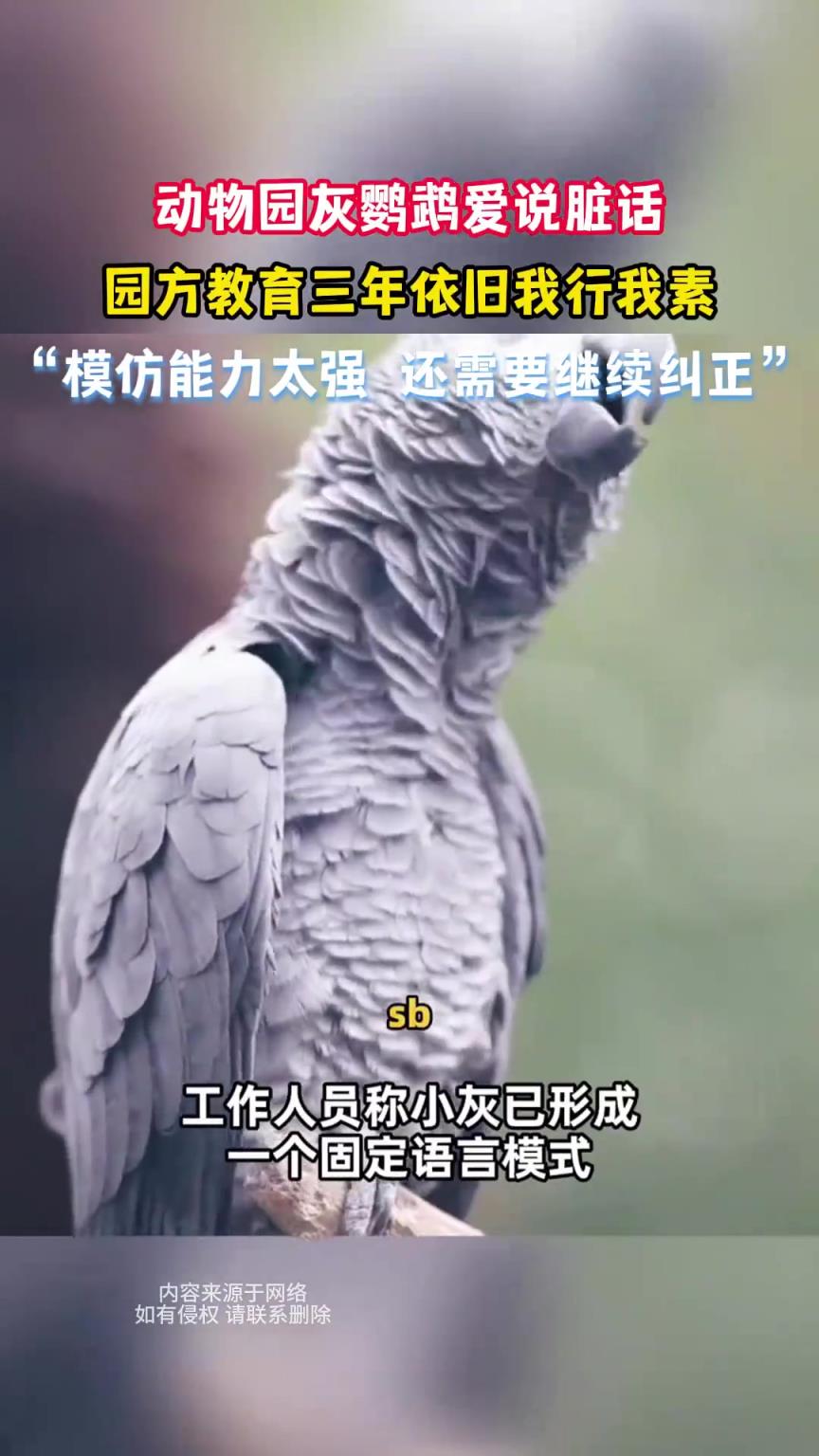 動物園灰鸚鵡愛說臟話，園方教育三年依舊我行我素