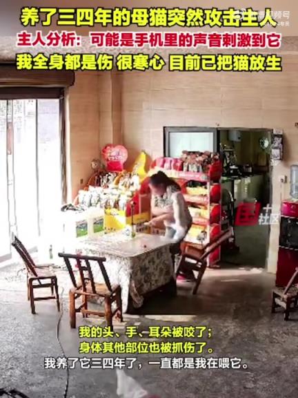 养了4年的猫把主人咬伤，然后第二天放生了……