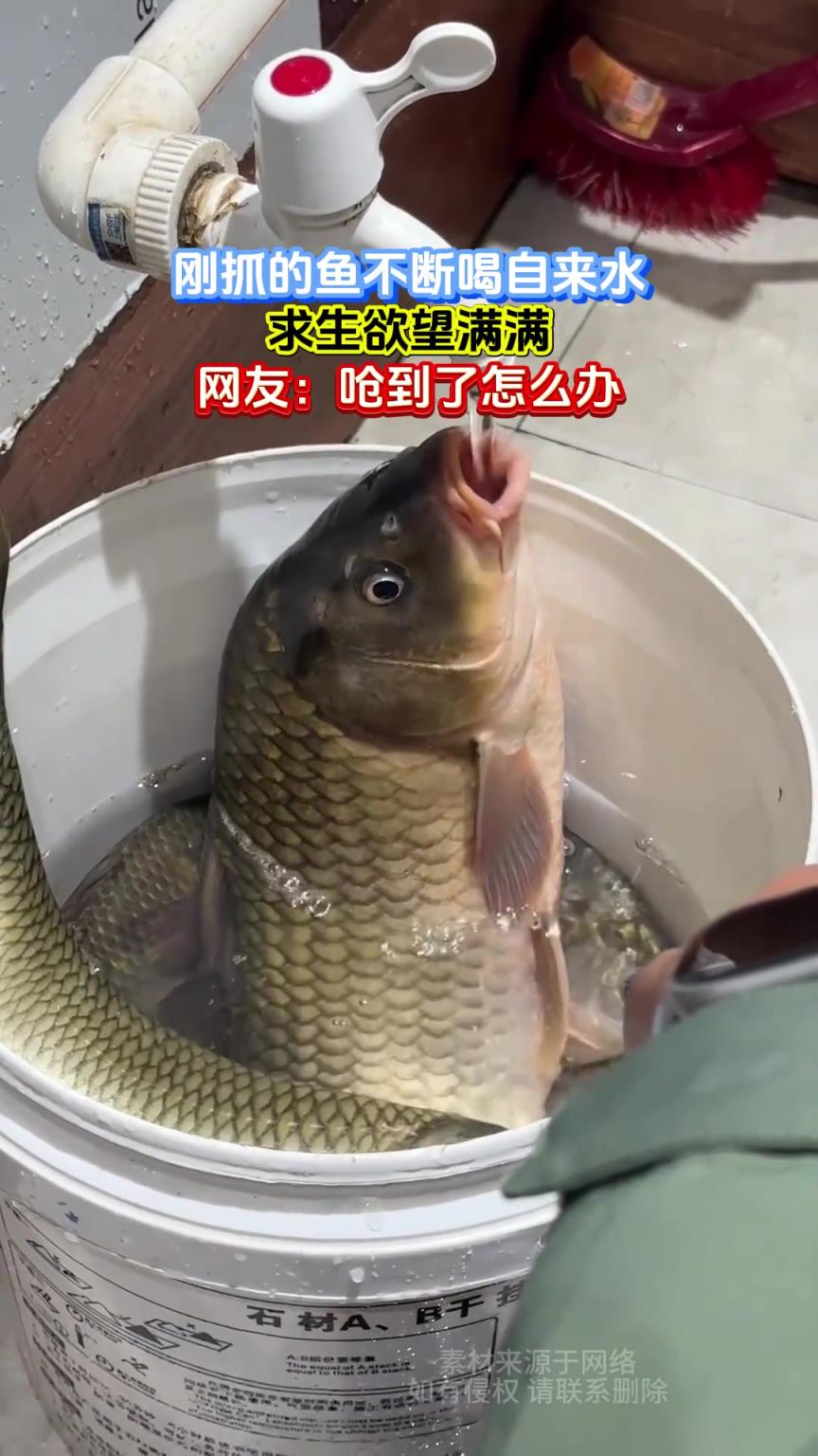 剛抓的魚不斷喝自來(lái)水，求生欲望滿滿，網(wǎng)友：?jiǎn)艿搅嗽趺崔k