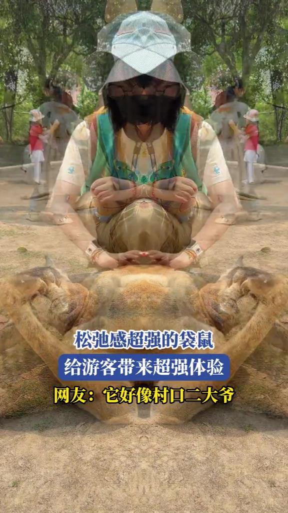 松弛感超强的袋鼠,给游客带来超强体验,网友:它好像村口二大爷