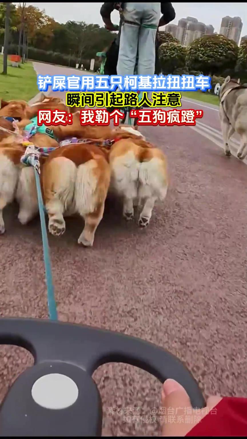 鏟屎官用五只柯基拉扭扭車，瞬間引起路人注意