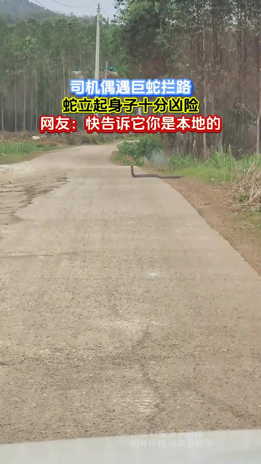 司机偶遇巨蛇拦路，蛇立起身子十分凶险，网友：告诉它你是本地的
