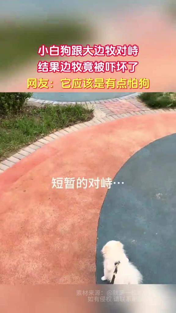 小白狗跟大边牧对峙 结果边牧竟被吓坏了