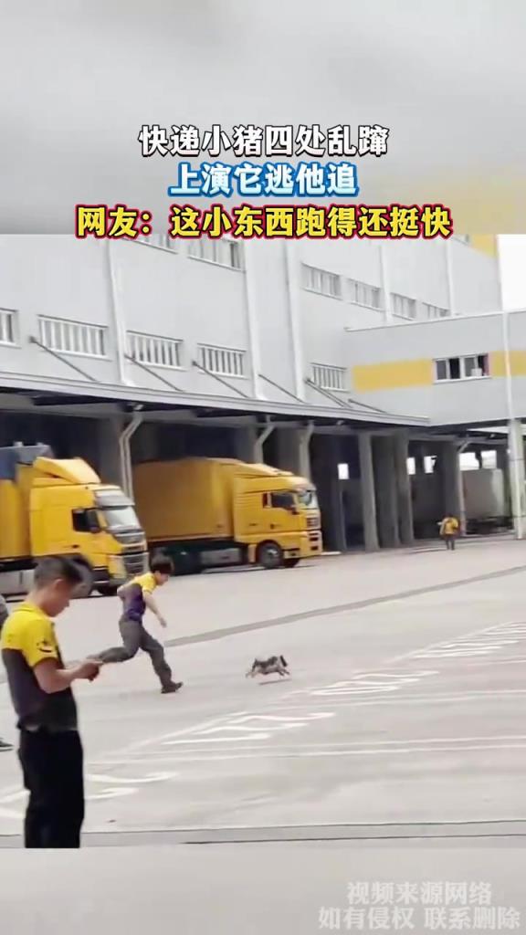 快遞小豬四處亂躥 上演它逃他追
