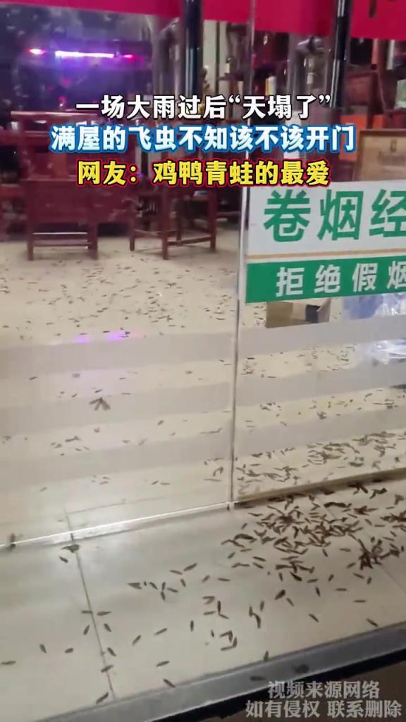 一場大雨過后天塌了 滿屋的飛蟲不知該不該開門