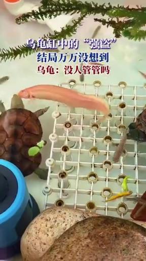 乌龟缸中的“强盗”，结局万万没想到，乌龟：没人管管吗