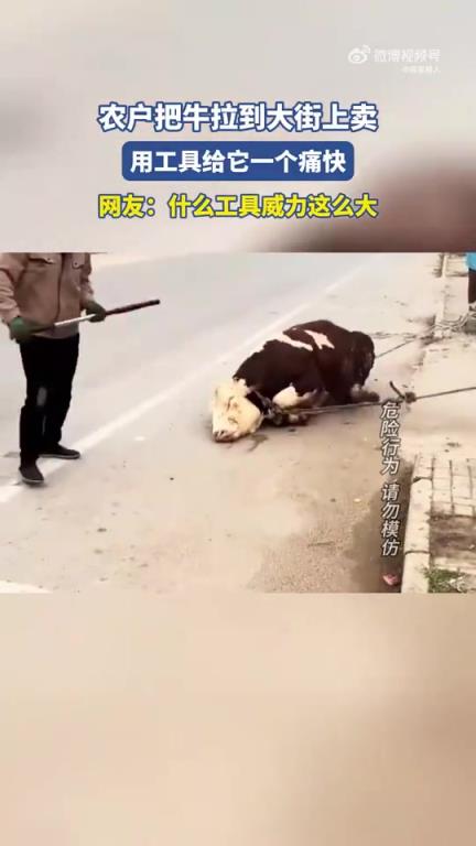農(nóng)戶將牛拉至大街售賣(mài)