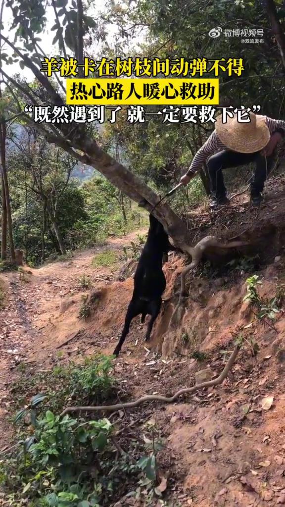羊被卡在树枝间动弹不得，热心路人暖心救助