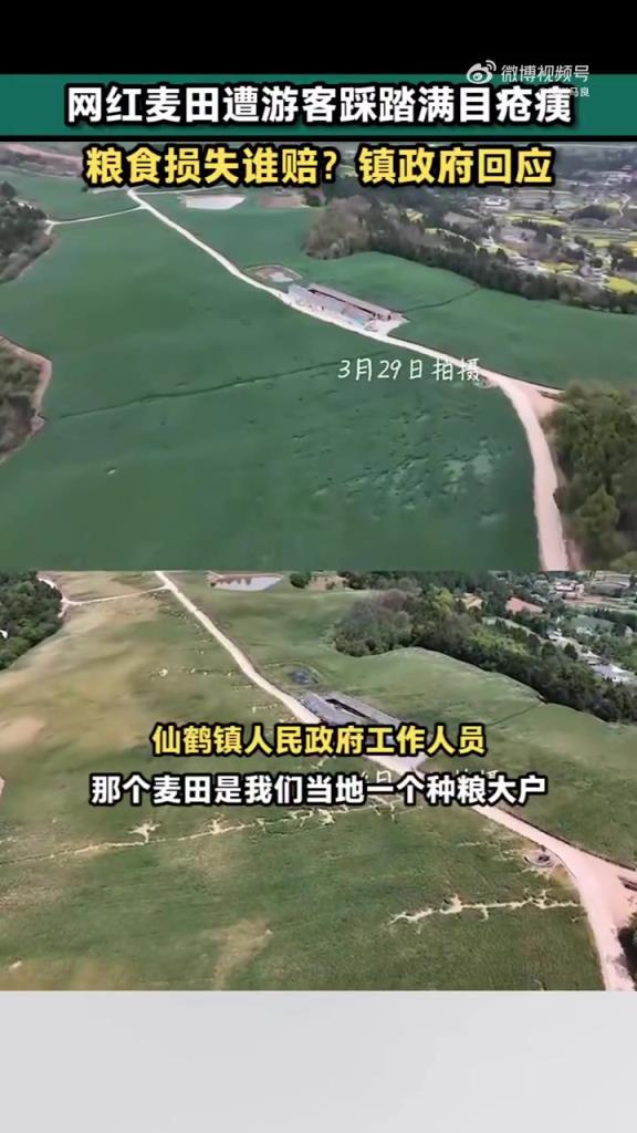 网红打卡麦田1个月被踩得伤痕累累