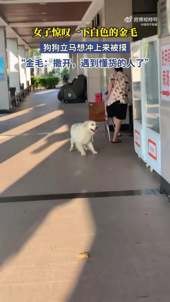 女子惊叹金毛颜值，狗狗主动求摸超热情