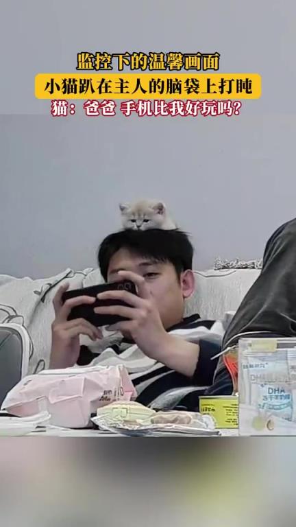 监控下的温馨一幕：小猫趴在主人脑袋上打盹