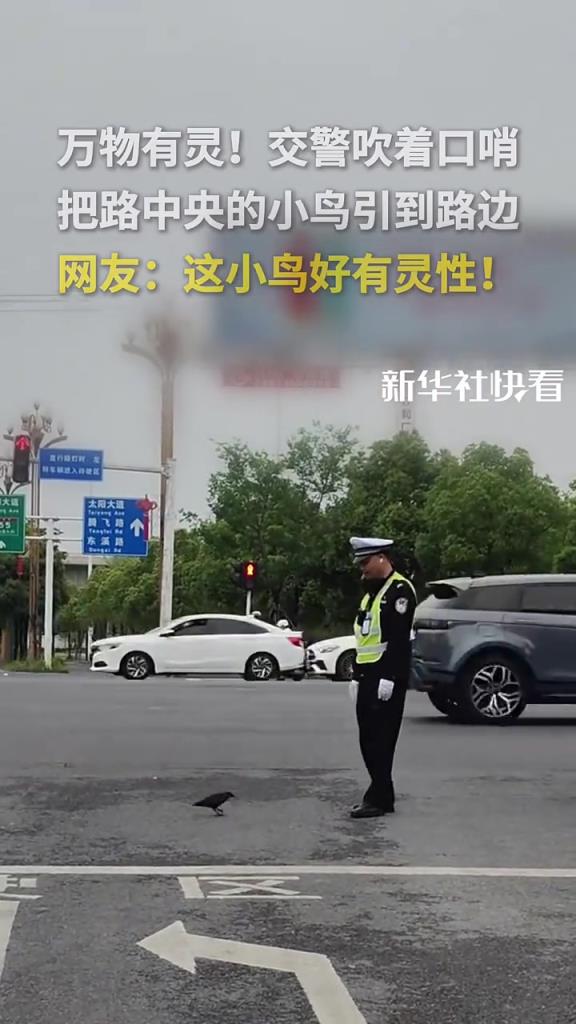 交警吹着口哨把路中央的小鸟引到路边，网友：这小鸟好有灵性！
