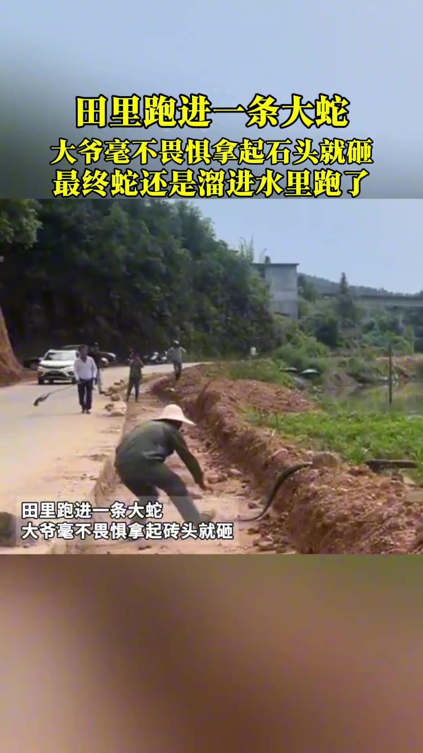 田里跑进一条大蛇，大爷毫不畏惧拿起石头就砸！