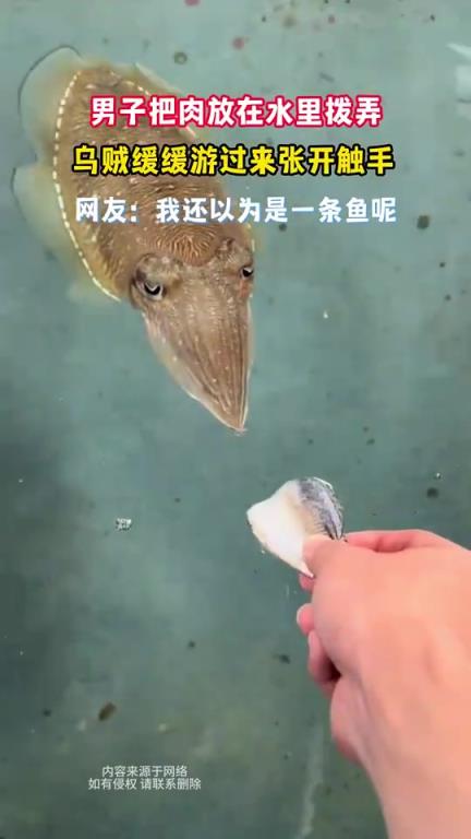 男子在水中拨弄肉，乌贼游来张开触手