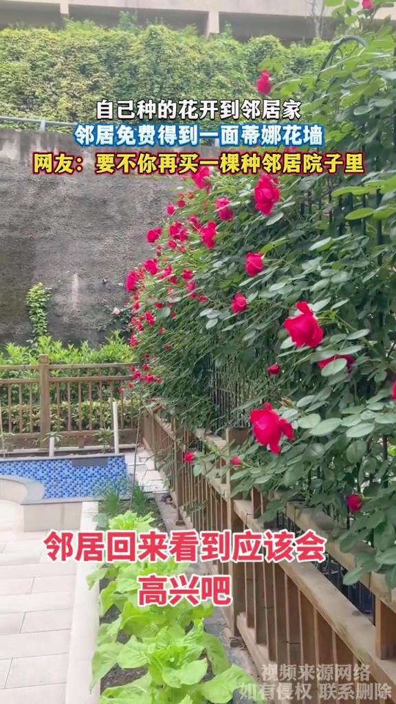 自己种的花开到邻居家 邻居免费得到一面蒂娜花墙