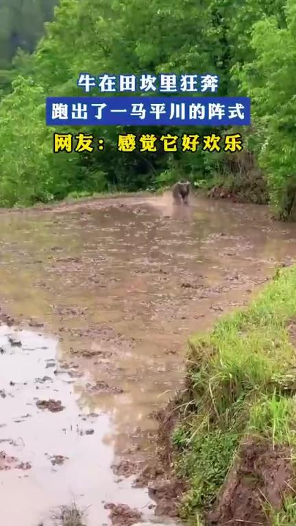 牛在田坎里狂奔，跑出了一马平川的阵式，网友：感觉它好欢乐