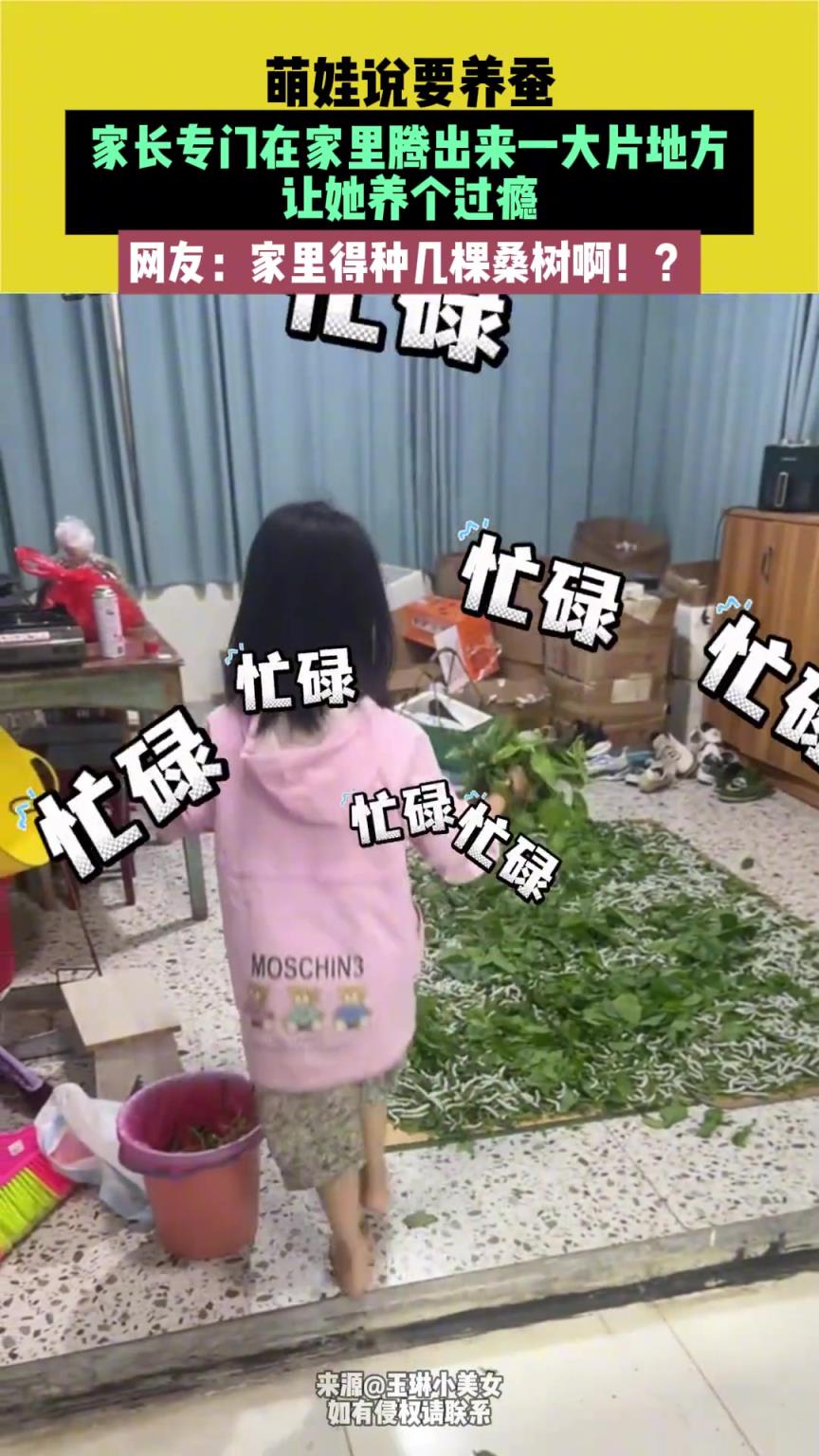 萌娃说要养蚕，家长专门在家里腾出来一大片地方，让她养个过瘾