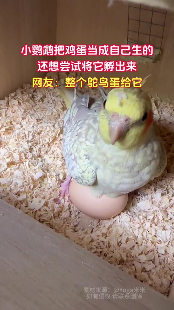小鹦鹉把鸡蛋当成自己生的 还想尝试将它孵出来