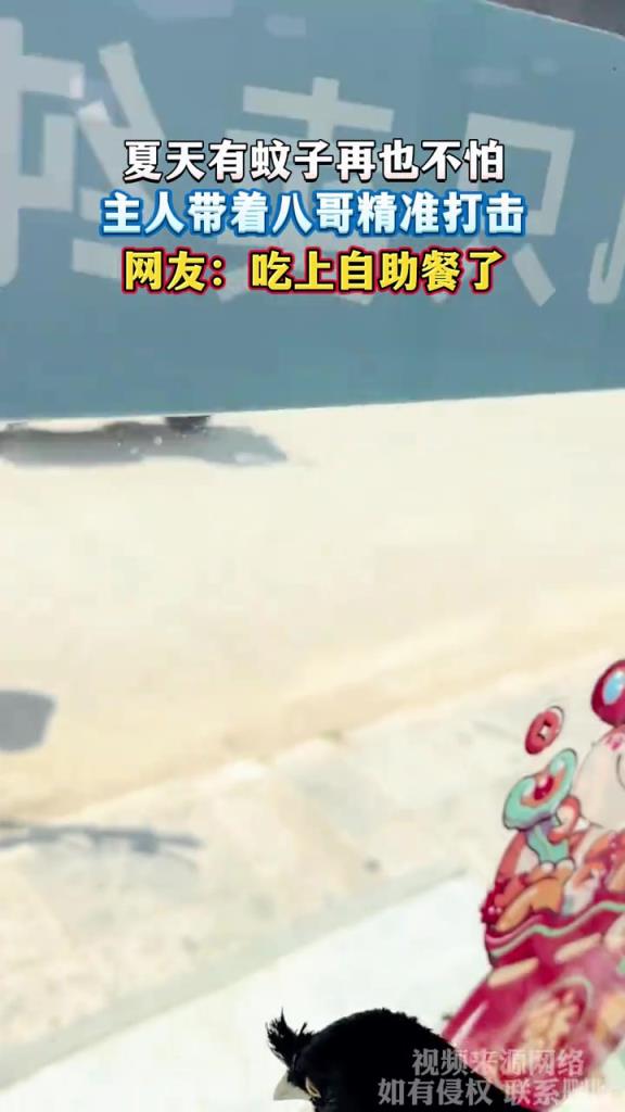夏天有蚊子再也不怕 主人帶著八哥精準打擊