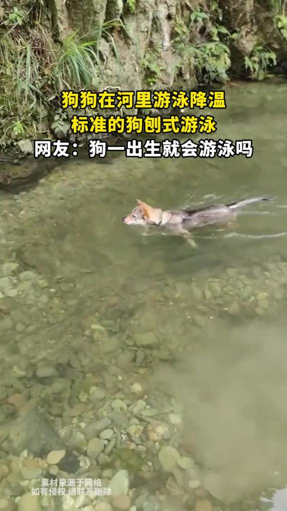 狗狗在河里游泳降温,标准的狗刨式游泳!!