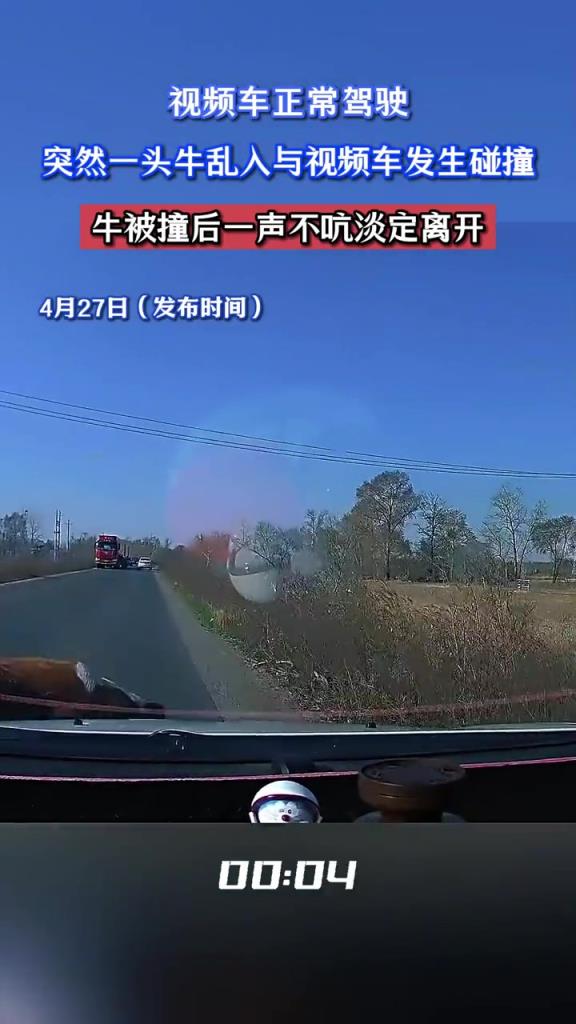 视频车正常驾驶,突然一头牛乱入与视频车发生碰撞!!