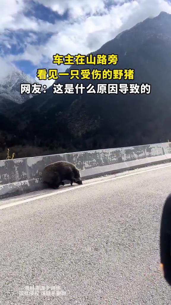 车主在山路旁,看见一只受伤的野猪,网友:这是什么原因导致的!