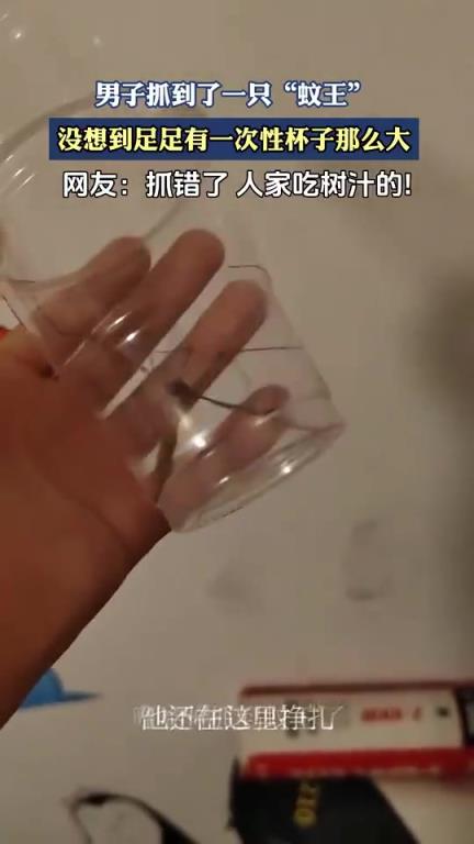 男子抓到一只如一次性杯子般大的“蚊王”