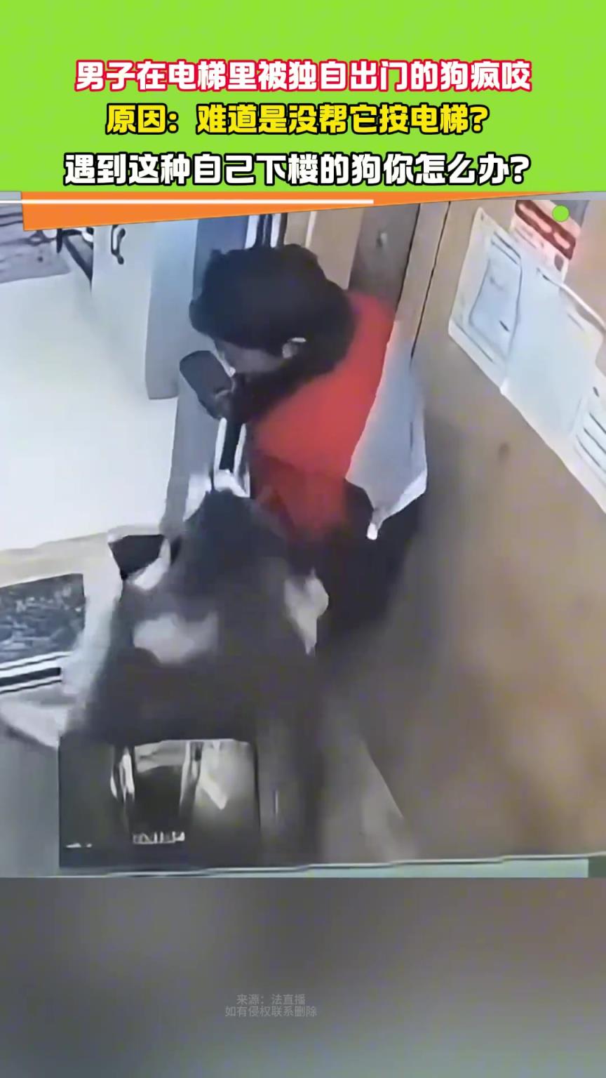 男子在电梯里被独自出门的狗疯咬 原因：难道是没帮它按电梯？