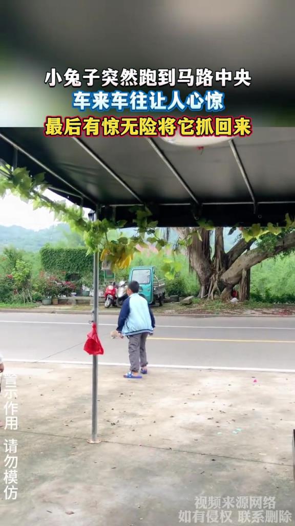 小兔子突然跑到马路中央 车来车往让人心惊