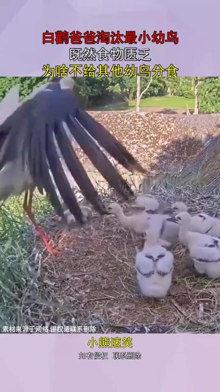 白鸛爸爸淘汰最小幼鳥，為何不將其分食給其他幼鳥