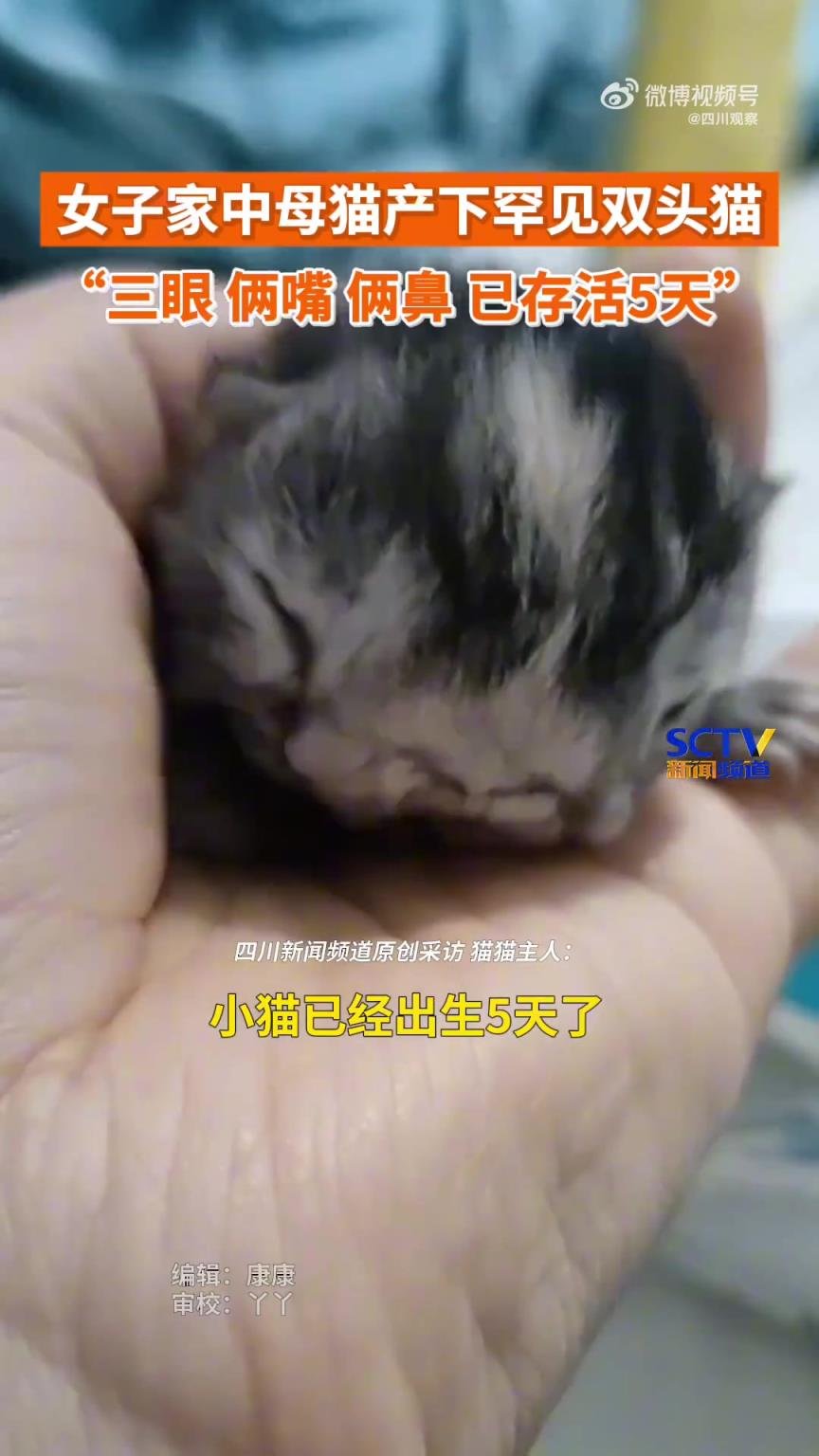 母猫生下罕见双头猫3眼2嘴2鼻
