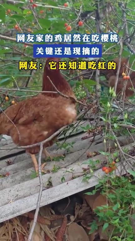 这鸡是个懂生活的行家啊，专挑红的吃，现摘的果然甜到心坎里。