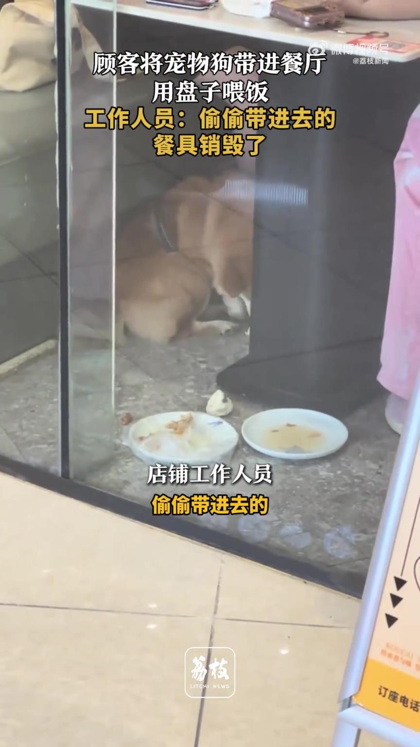 顾客将狗带进餐厅用店内盘子喂饭