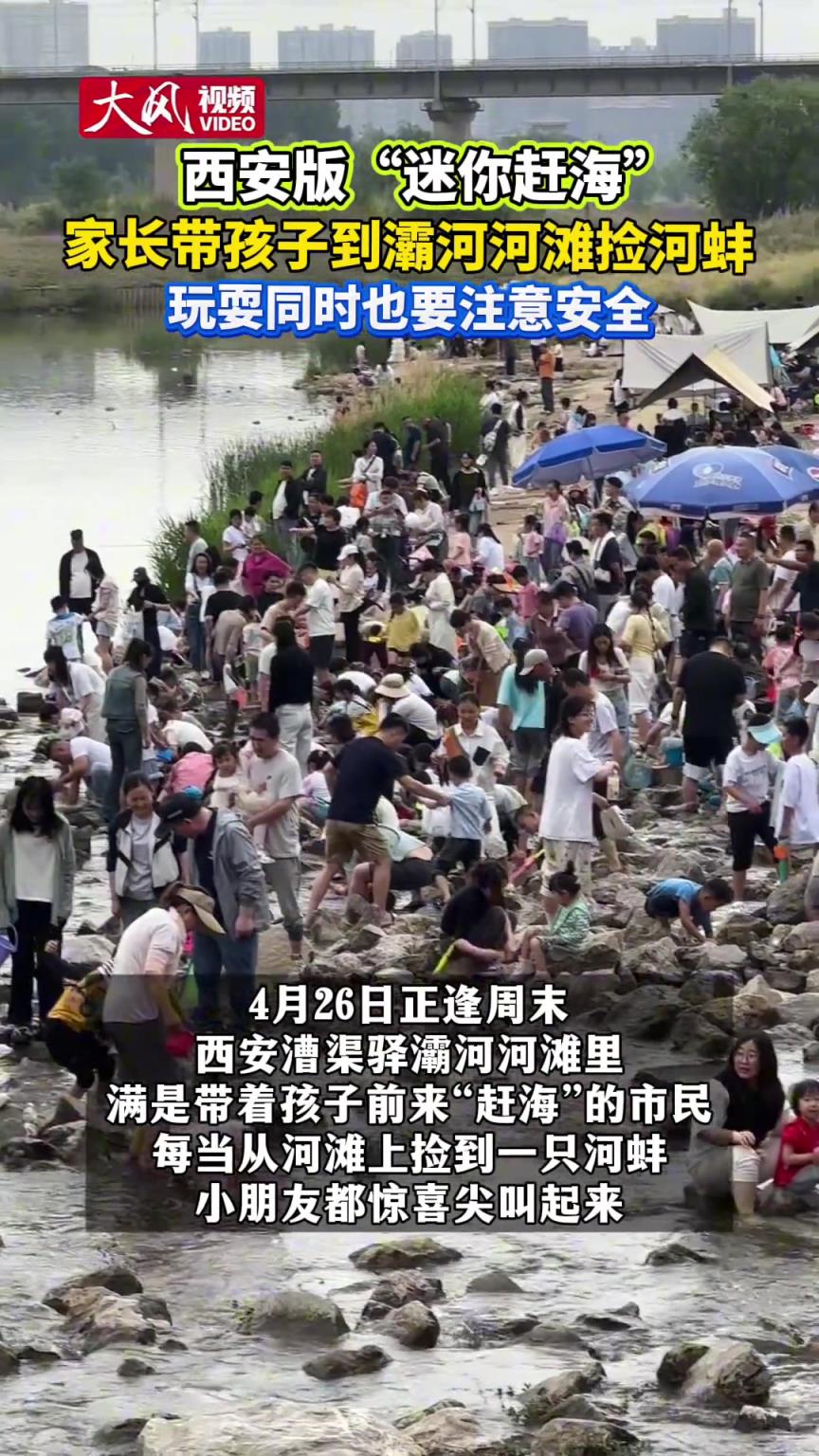 西安版“迷你赶海” 家长带孩子到灞河河滩捡河蚌